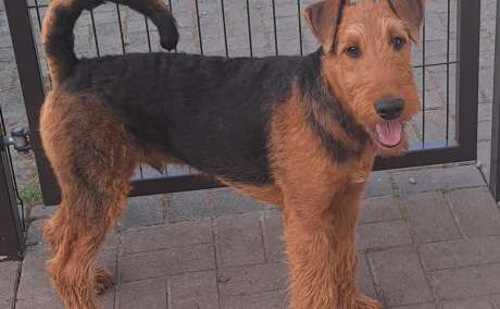 Airedale terjer